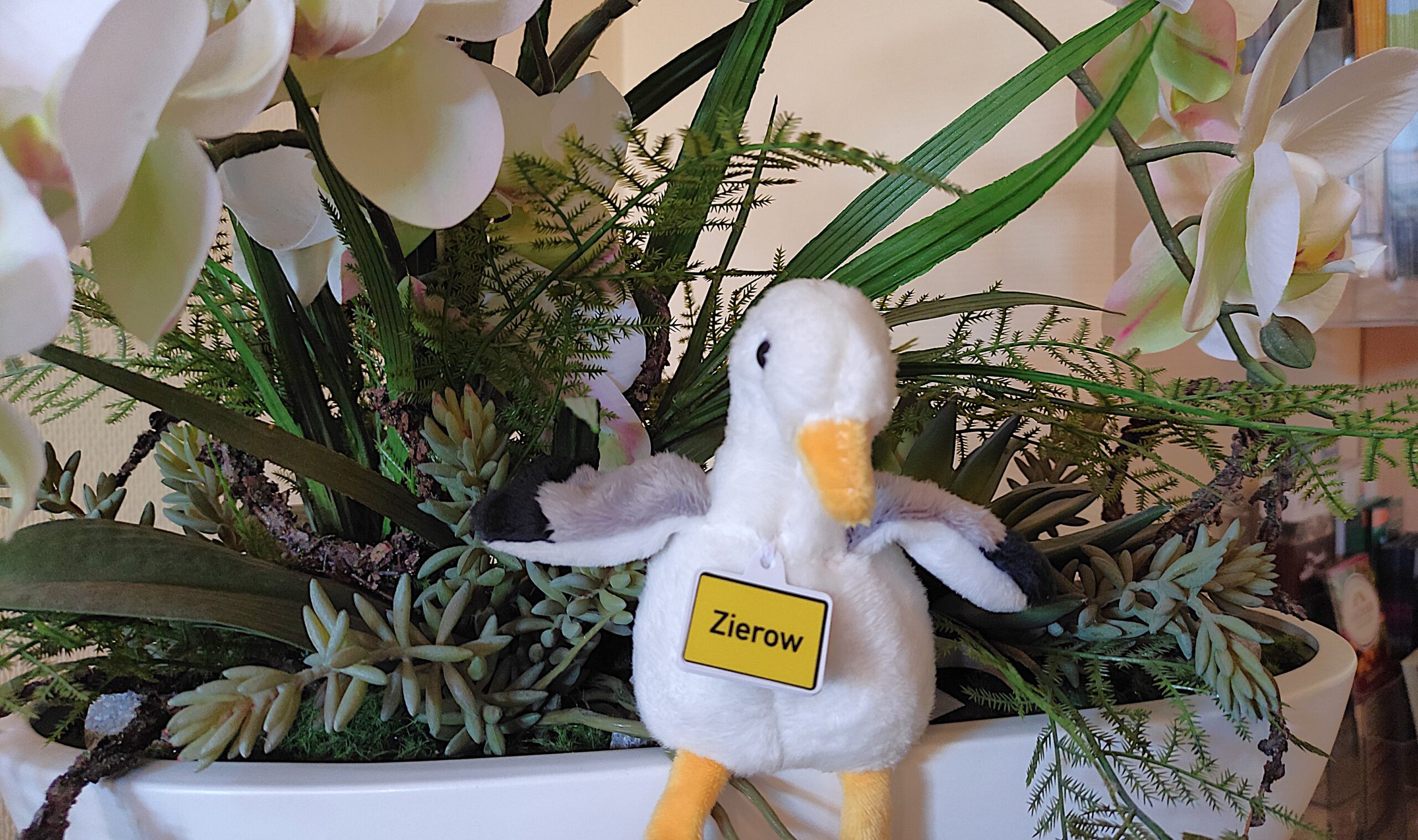 Möwe